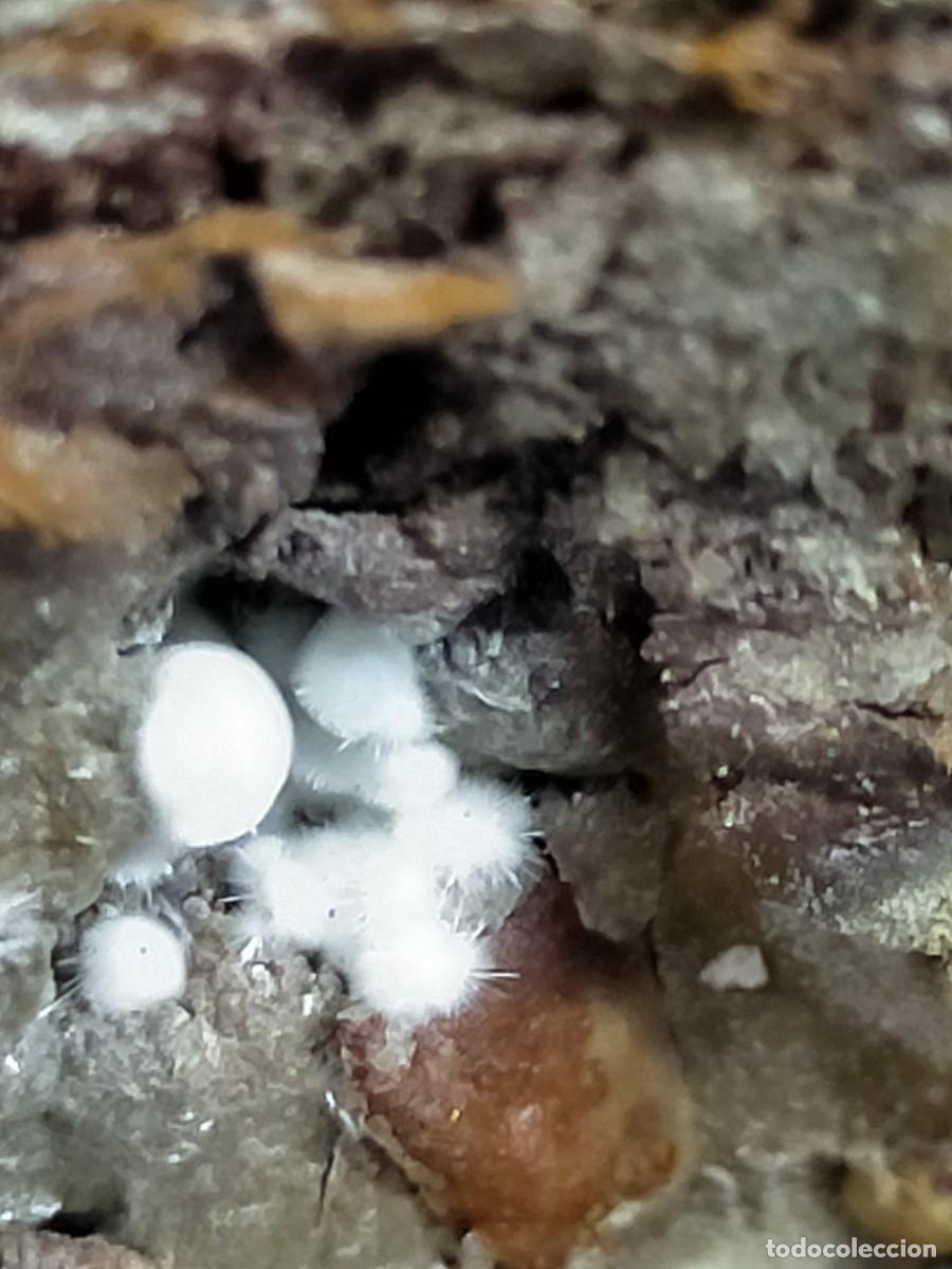 Coleccionismo de minerales: FLUORAPATITO - MINERAL - Foto 2