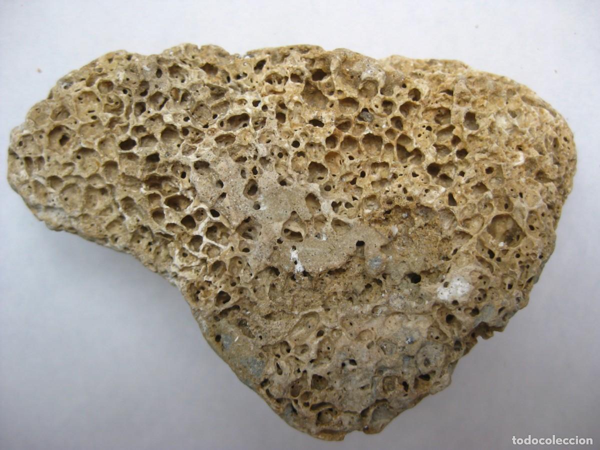 Coleccionismo de minerales: ROCA CALIZA CON ALVEOLOS - Foto 1