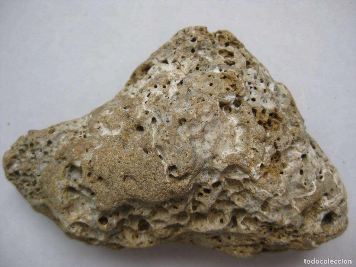 Coleccionismo de minerales: ROCA CALIZA CON ALVEOLOS - Foto 2