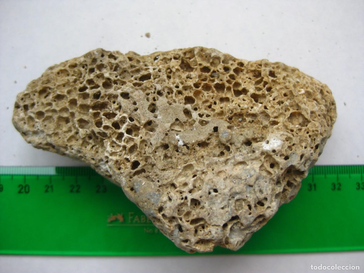 Coleccionismo de minerales: ROCA CALIZA CON ALVEOLOS - Foto 3