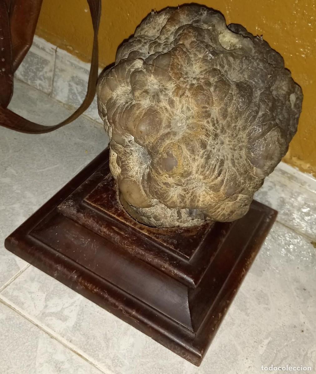 Coleccionismo de minerales: Geoda hueca excepcional - Foto 1