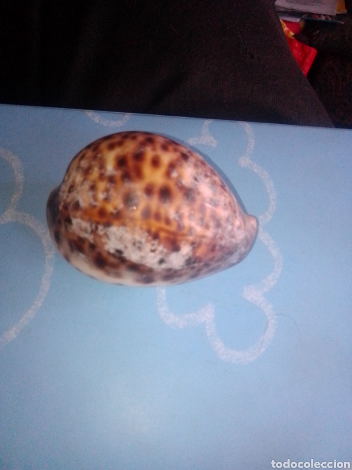 Coleccionismo de minerales: Caracola marina Shell Cypraea - Foto 2