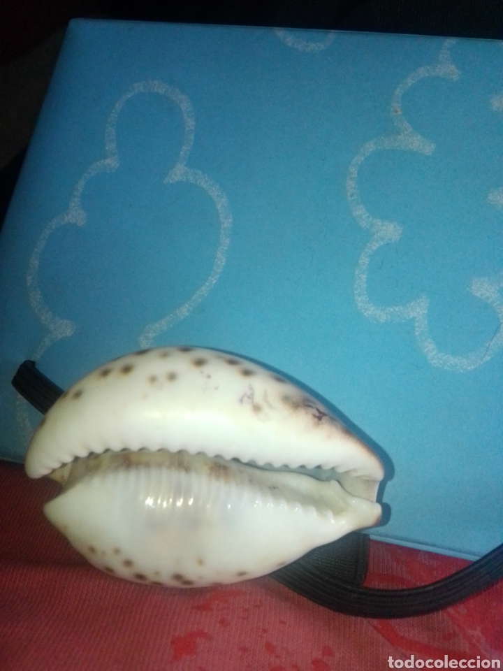 Coleccionismo de minerales: Caracola marina Shell Cypraea - Foto 3