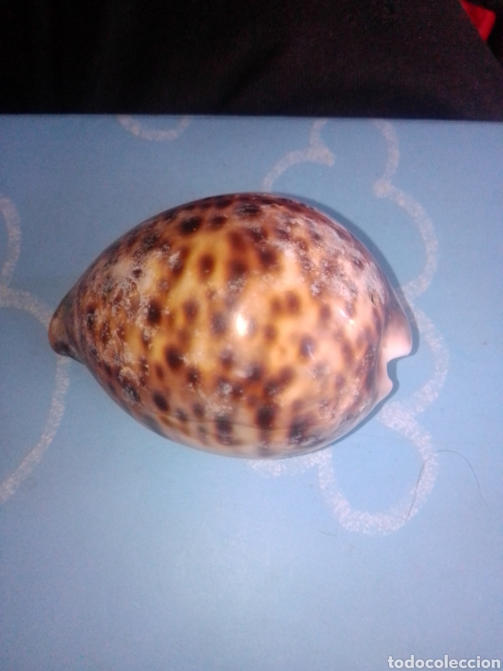 Coleccionismo de minerales: Caracola marina Shell Cypraea - Foto 1