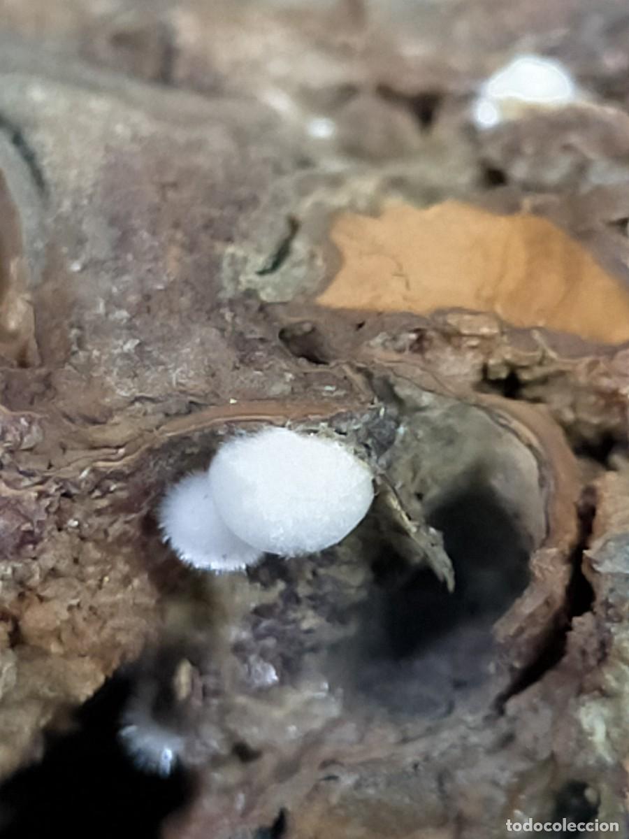 Coleccionismo de minerales: FLUORAPATITO - MINERAL 4x4 - Foto 2