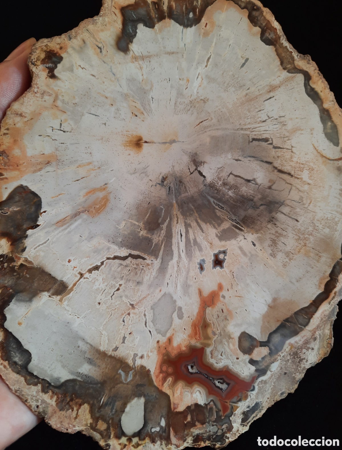 Coleccionismo de minerales: Madera Petrificada 560gr - Foto 3