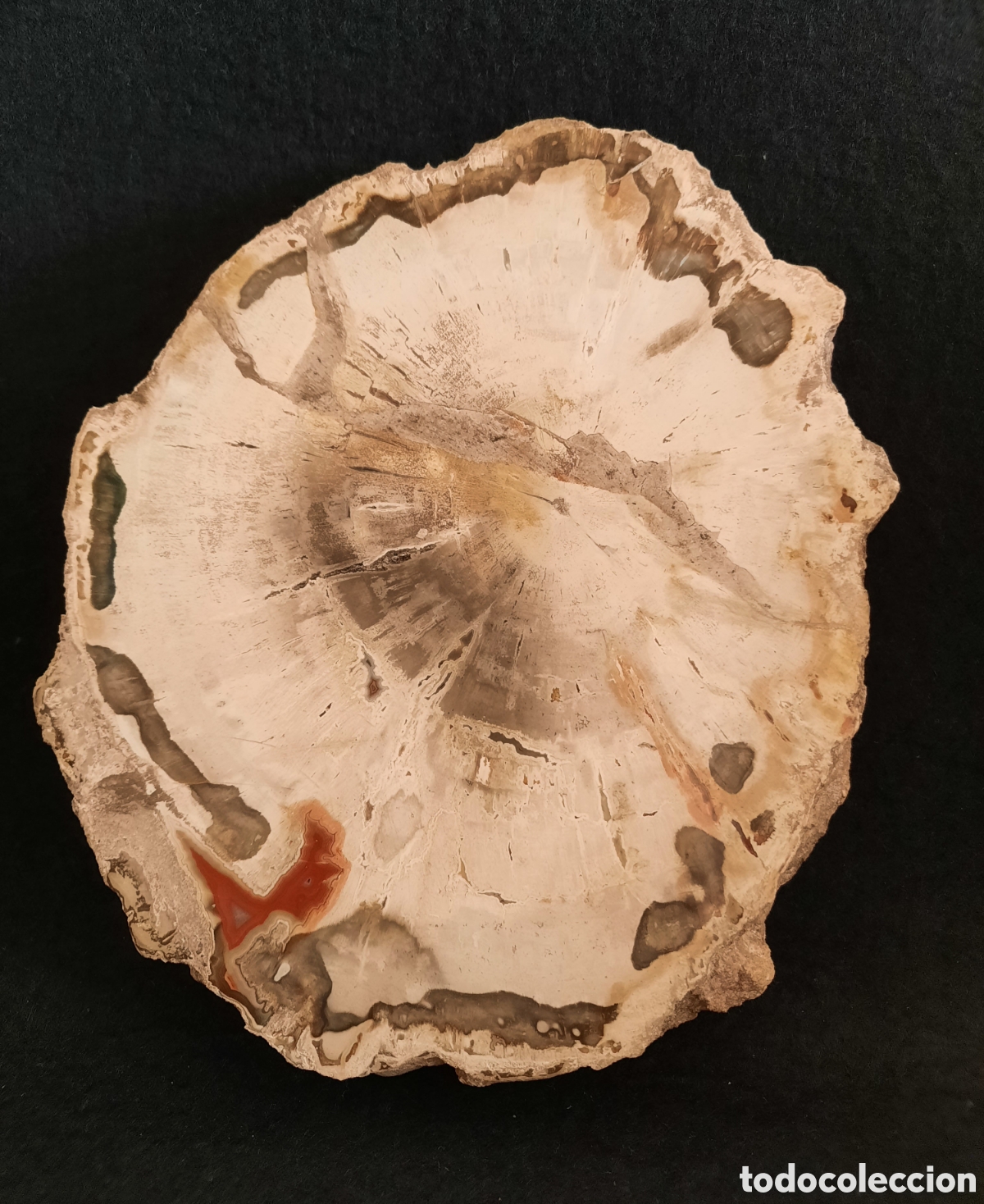 Coleccionismo de minerales: Madera Petrificada 560gr - Foto 4