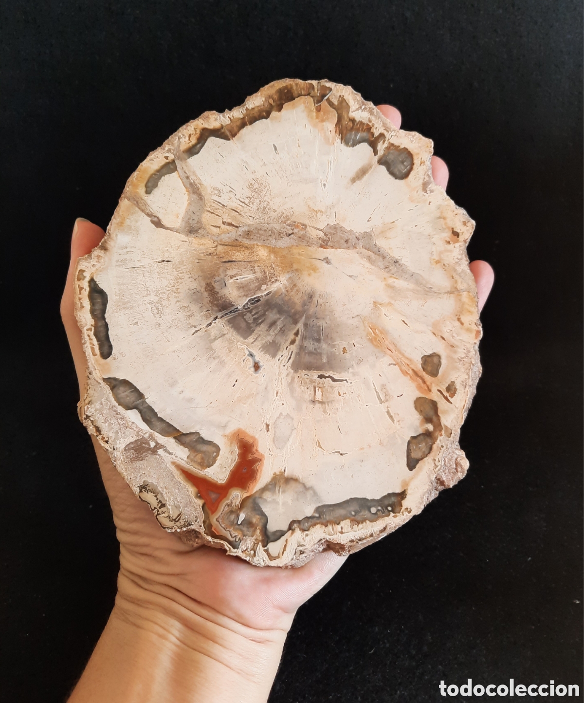 Coleccionismo de minerales: Madera Petrificada 560gr - Foto 6
