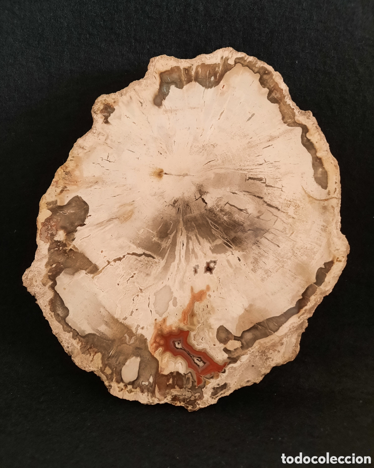 Coleccionismo de minerales: Madera Petrificada 560gr - Foto 7