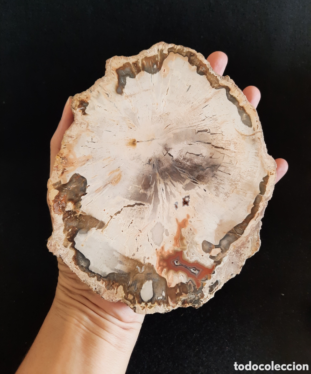 Coleccionismo de minerales: Madera Petrificada 560gr - Foto 1