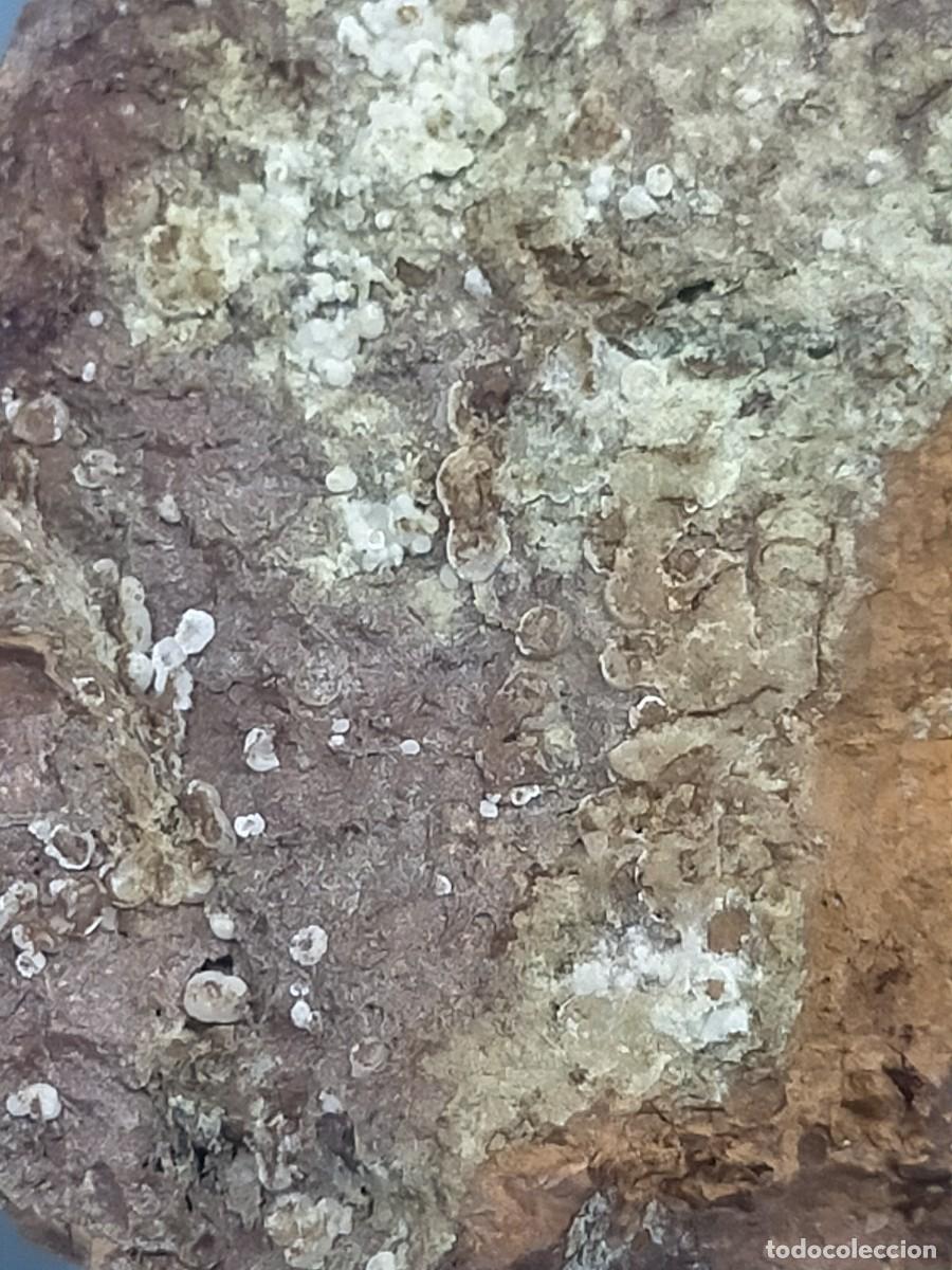 Coleccionismo de minerales: FLUORAPATITO - MINERAL. - Foto 6