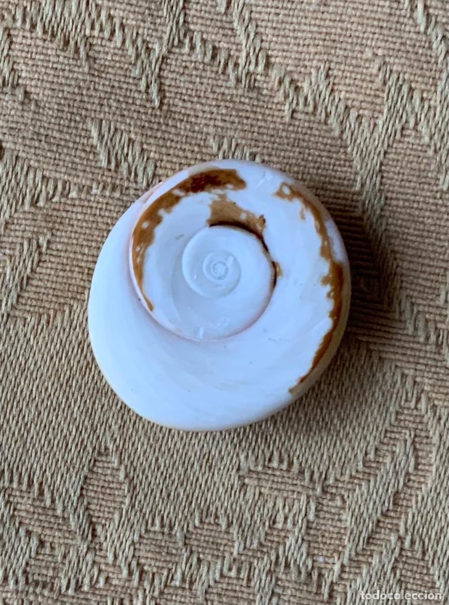 Coleccionismo de minerales: PIEDRA OJO DE SHIVA - Foto 1