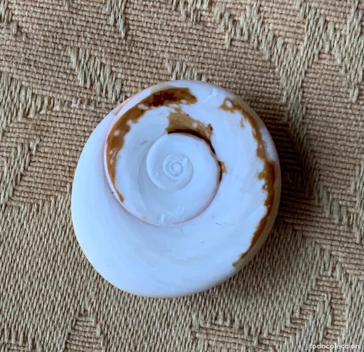 Coleccionismo de minerales: PIEDRA OJO DE SHIVA - Foto 2