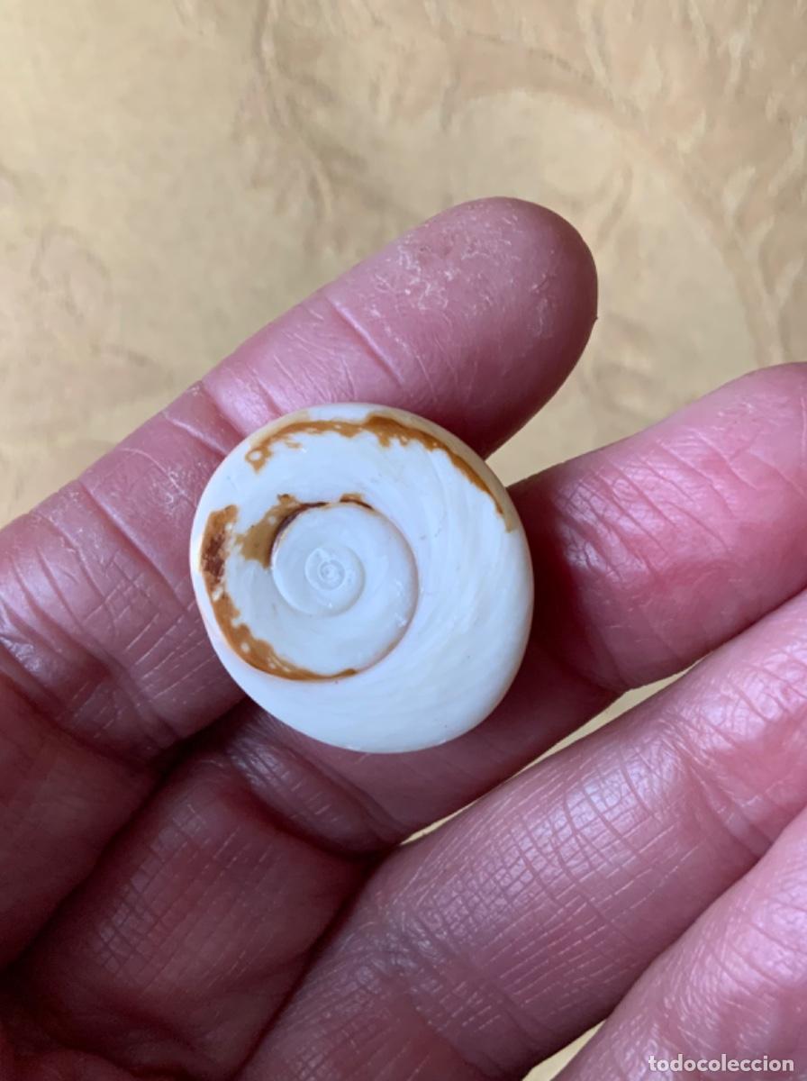 Coleccionismo de minerales: PIEDRA OJO DE SHIVA - Foto 6