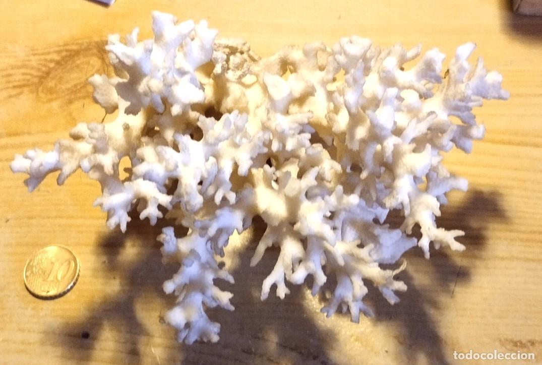 Coleccionismo de minerales: GRAN RACIMO DE CORAL BLANCO - Foto 2