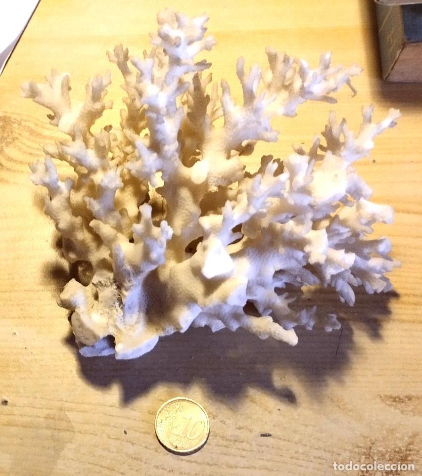 Coleccionismo de minerales: GRAN RACIMO DE CORAL BLANCO - Foto 3