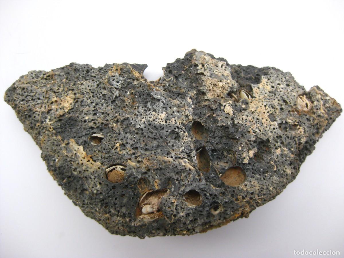 Coleccionismo de minerales: ROCA DOLOMIA CON ALVEOLOS - Foto 3