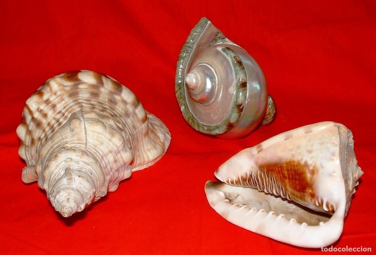 Coleccionismo de minerales: CONCHAS GRANDES DE MOLUSCOS - Foto 1
