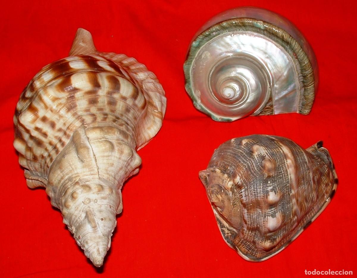 Coleccionismo de minerales: CONCHAS GRANDES DE MOLUSCOS - Foto 2