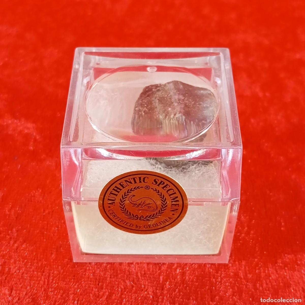 Coleccionismo de minerales: FOSIL - GEOLINEA - GASTEROPODE - REF. MEMG07331 - AUTHENTIC SPECIMEN / CJ.P 5100 - Foto 2