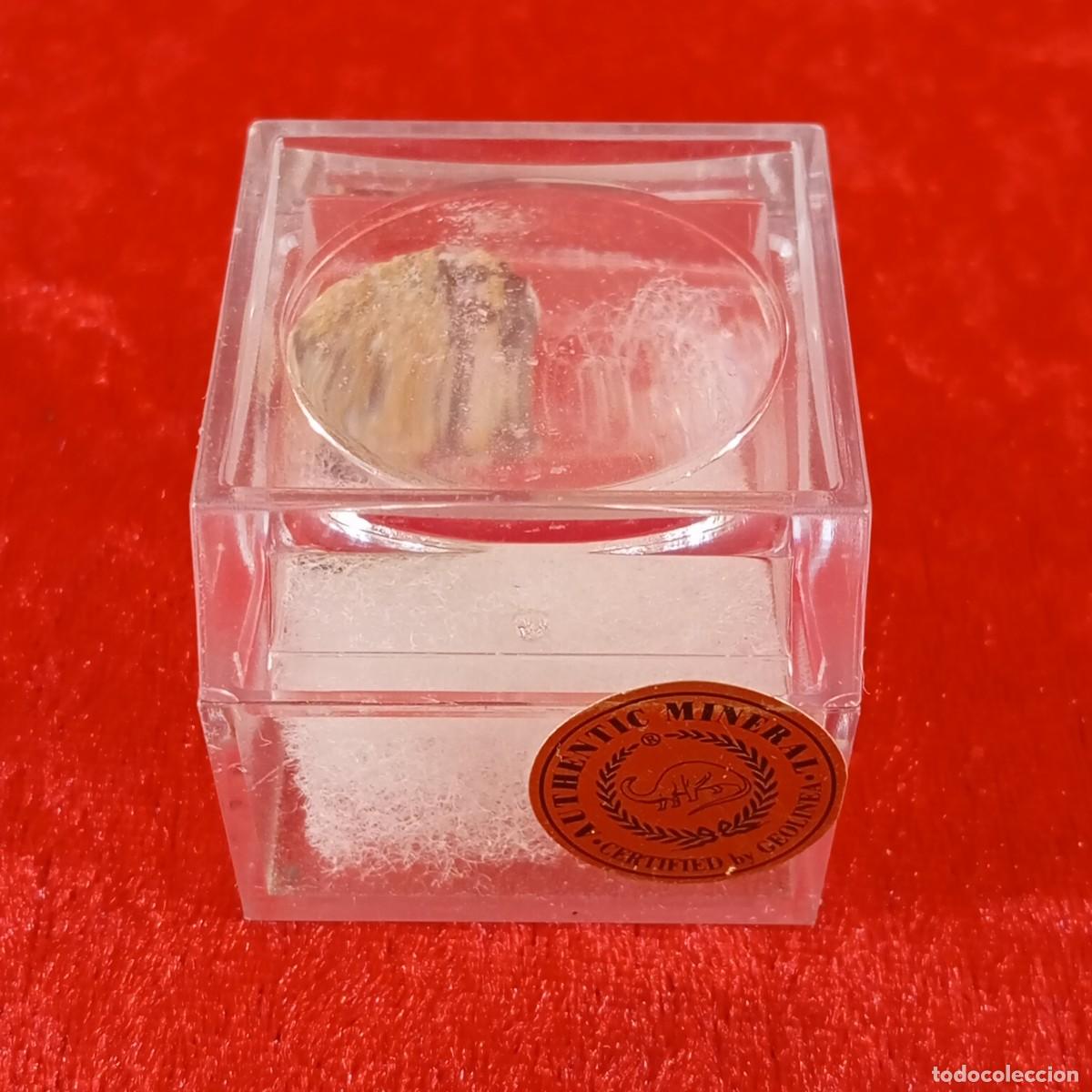 Coleccionismo de minerales: FOSIL - GEOLINEA - AUTHENTIC SPECIMEN / CJ.P 5101 - Foto 1