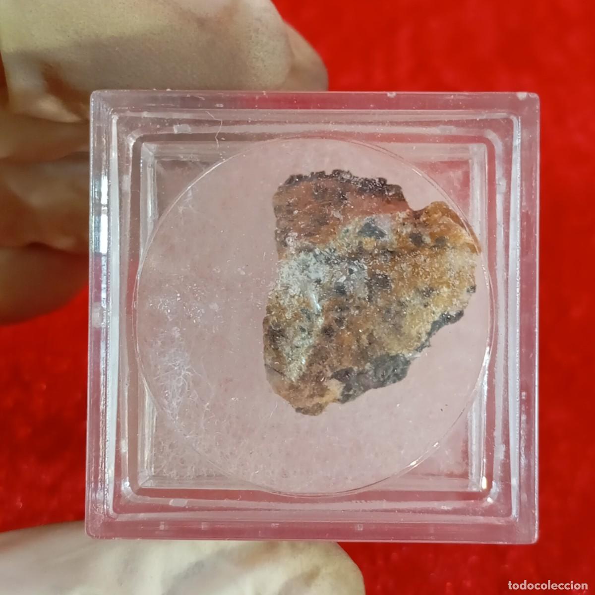 Coleccionismo de minerales: FOSIL - GEOLINEA - AUTHENTIC SPECIMEN / CJ.P 5101 - Foto 3