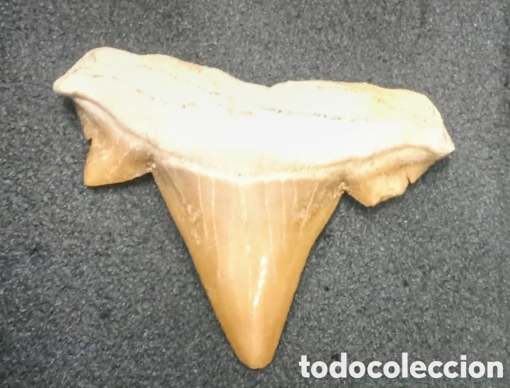 Coleccionismo de minerales: F&oacute;sil Diente de tibur&oacute;n - Foto 2