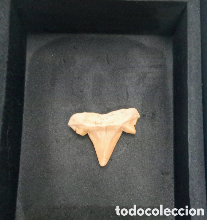 Coleccionismo de minerales: F&oacute;sil Diente de tibur&oacute;n - Foto 3