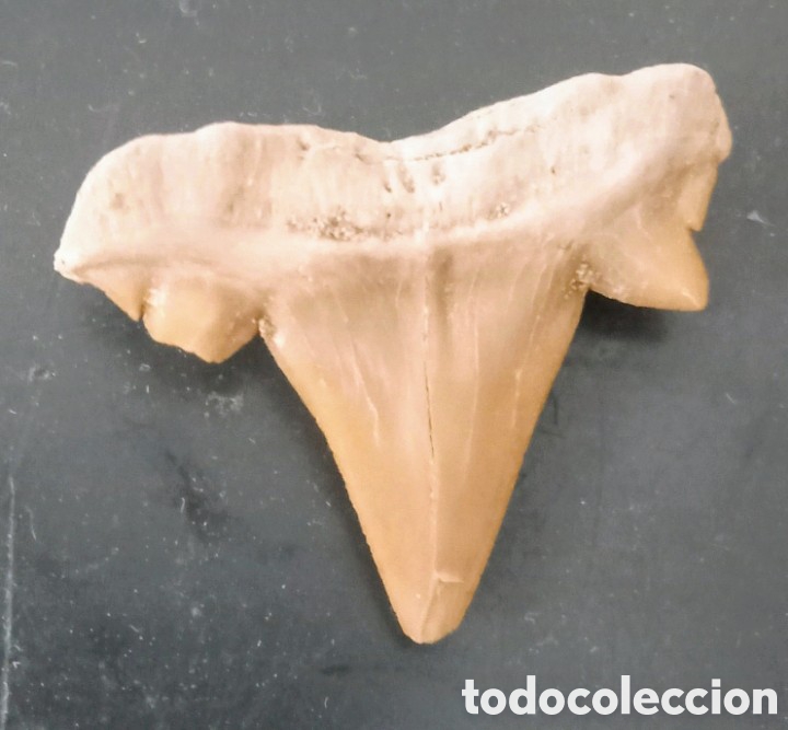 Coleccionismo de minerales: F&oacute;sil Diente de tibur&oacute;n - Foto 4
