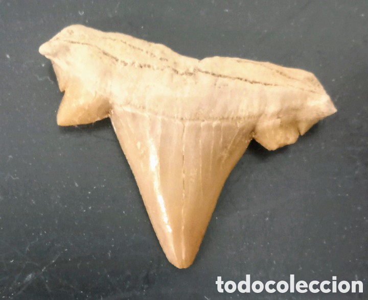 Coleccionismo de minerales: F&oacute;sil Diente de tibur&oacute;n - Foto 1