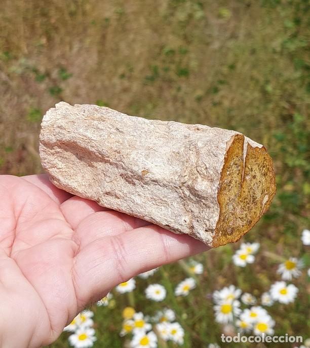 Coleccionismo de minerales: Madera Xil&oacute;palo Gran Tama&ntilde;o Madagascar 2,7 Kg