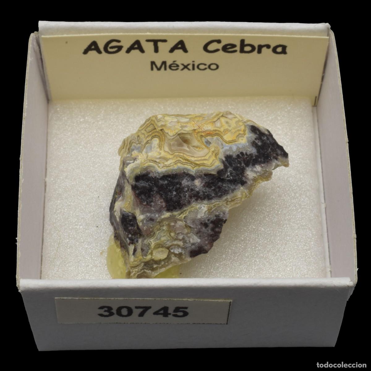 Coleccionismo de minerales: AGATA Cebra (Mexico) #30745 - Foto 1