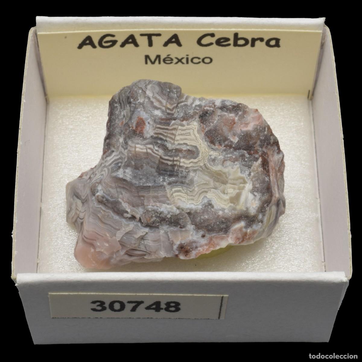 Coleccionismo de minerales: AGATA Cebra (Mexico) #30748 - Foto 1