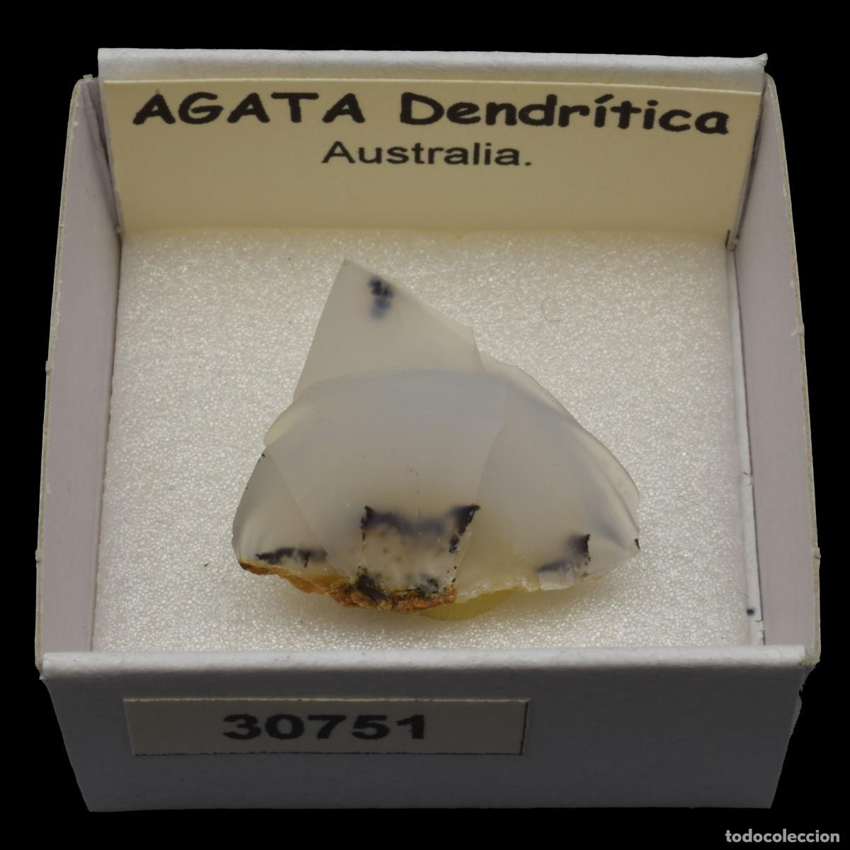 Coleccionismo de minerales: AGATA Dendritica (Australia) #30751 - Foto 1