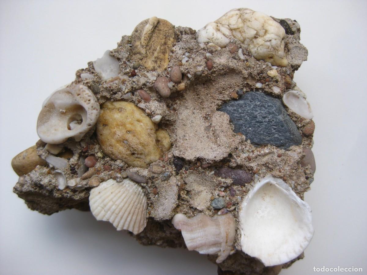 Coleccionismo de minerales: ROCA CONGLOMERADO MARINO - Foto 1