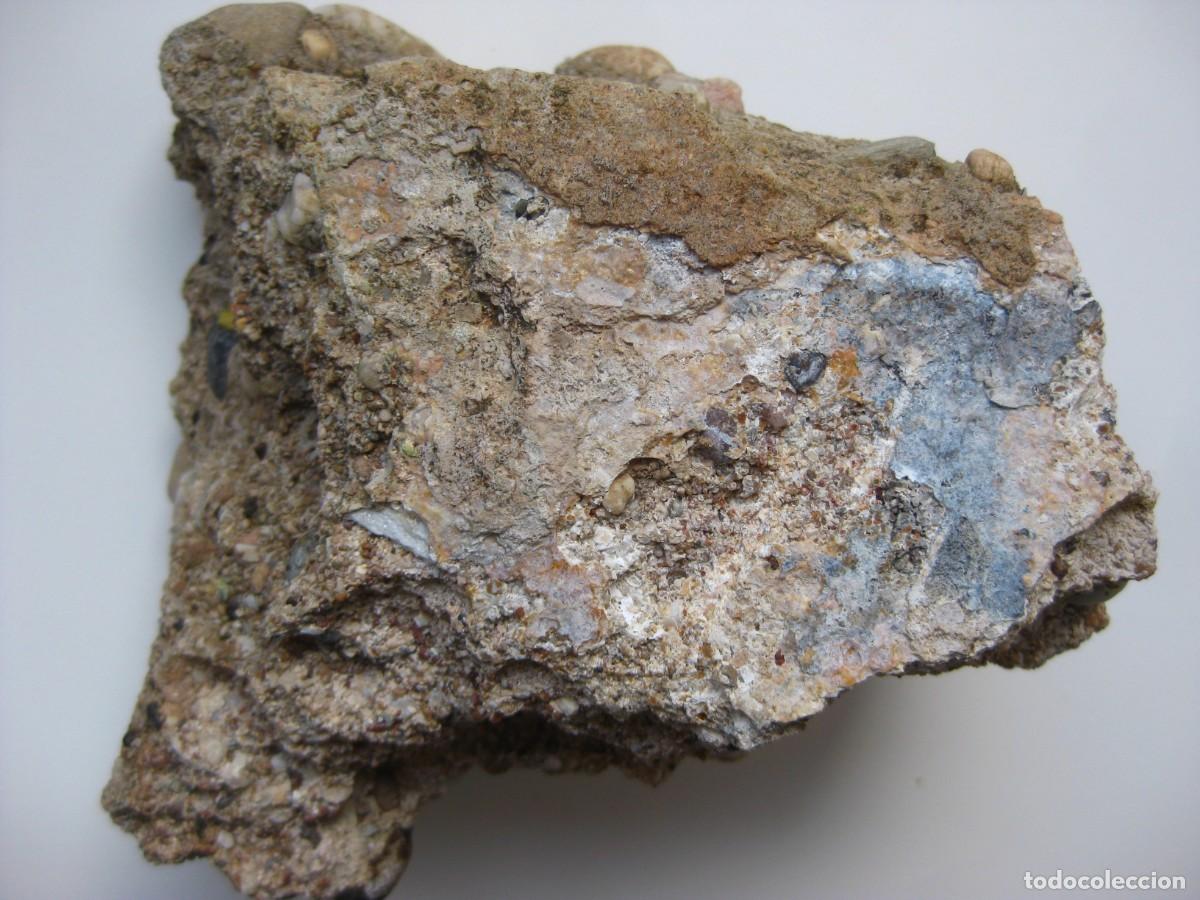 Coleccionismo de minerales: ROCA CONGLOMERADO MARINO - Foto 2