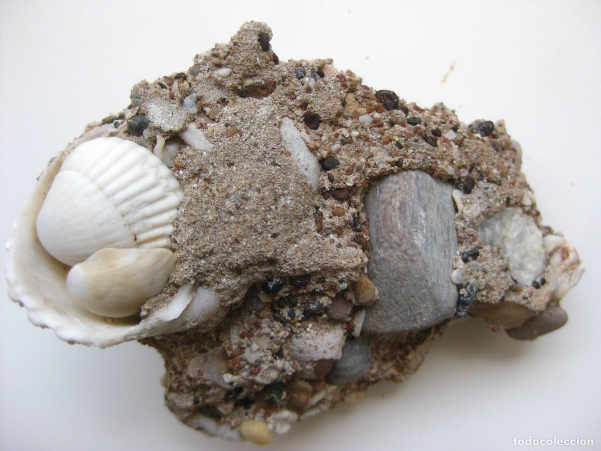 Coleccionismo de minerales: ROCA CONGLOMERADO MARINO - Foto 1