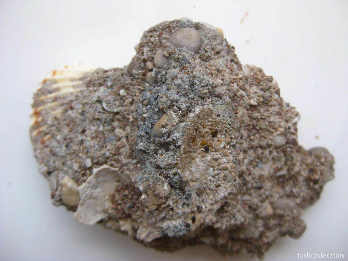 Coleccionismo de minerales: ROCA CONGLOMERADO MARINO - Foto 2