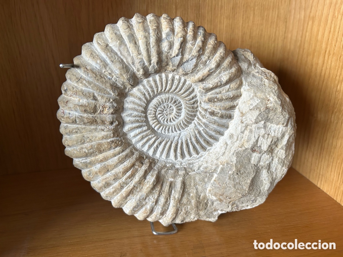 Coleccionismo de minerales: Espectacular f&oacute;sil gigante