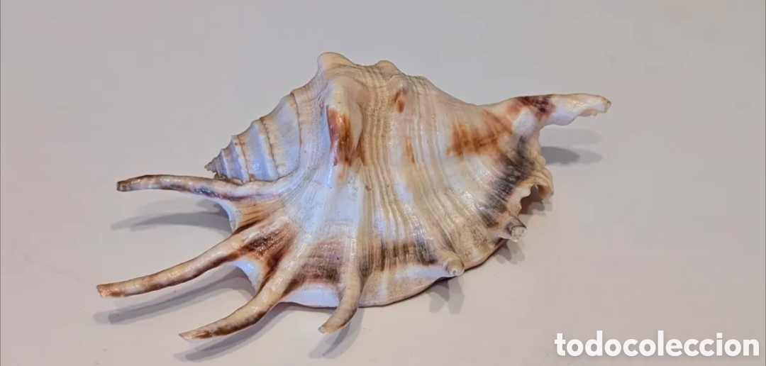 Coleccionismo de minerales: Caracola de mar. Lambis millepeda