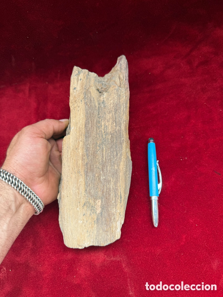 Coleccionismo de minerales: Antiguo tronco-madera pietrificada!Miliones de a&ntilde;os!