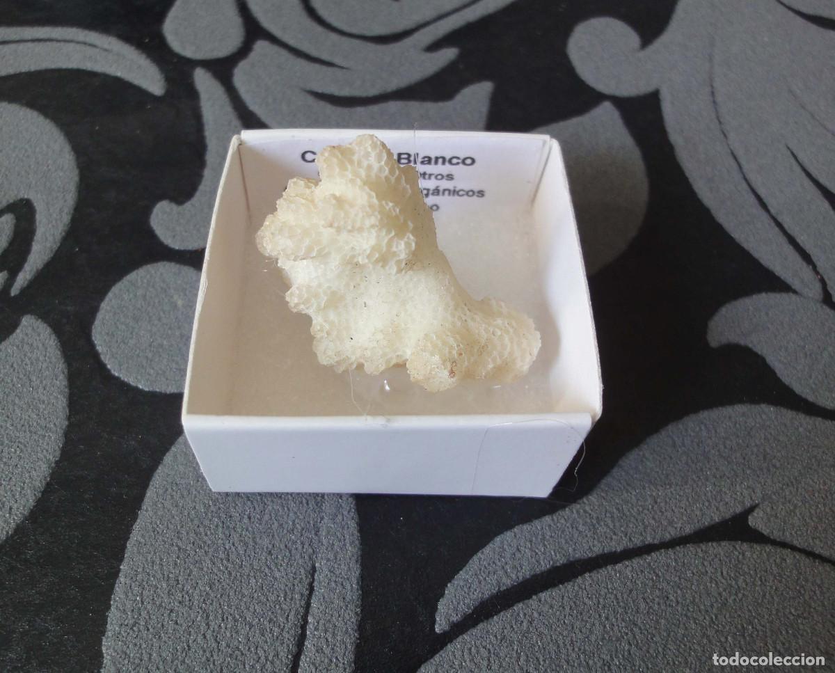 Coleccionismo de minerales: MINERAL CORAL MINERALES EN CAJA 4X4 CM
