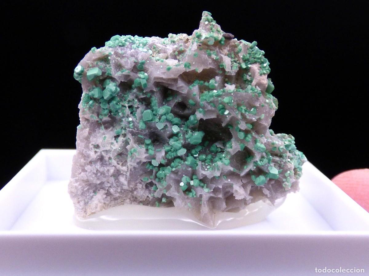 Coleccionismo de minerales: ✅FDMINERALS✅ ⚒️ METATORBERNITA SOBRE CUARZO ⚒️ Calo, Vimianzo, A Coru&ntilde;a, Galicia, Espa&ntilde;a - er155