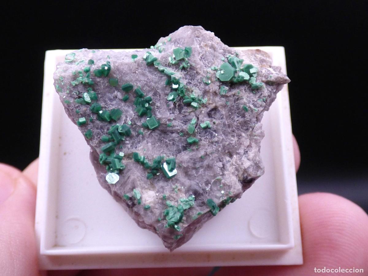 Coleccionismo de minerales: ✅FDMINERALS✅ ⚒️ METATORBERNITA SOBRE CUARZO ⚒️ Calo, Vimianzo, A Coru&ntilde;a, Galicia, Espa&ntilde;a - er160