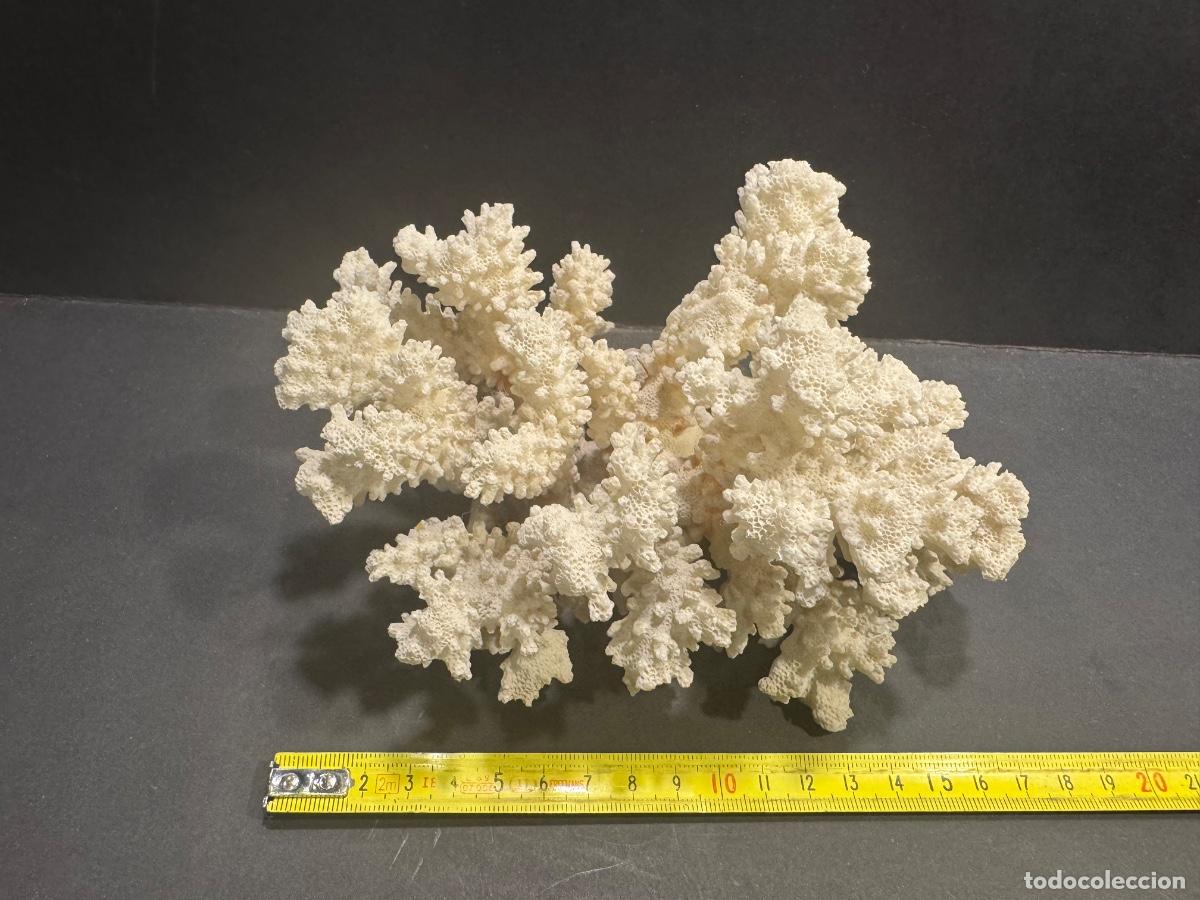 Coleccionismo de minerales: ARBOL DE CORAL BLANCO -NO ENV&Iacute;O (G)