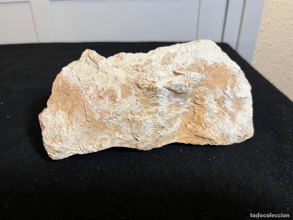 Sammlung von Mineralien: Piedra f&oacute;sil marina caliza biocl&aacute;stica coral briozoos geolog&iacute;a mineral colecci&oacute;n