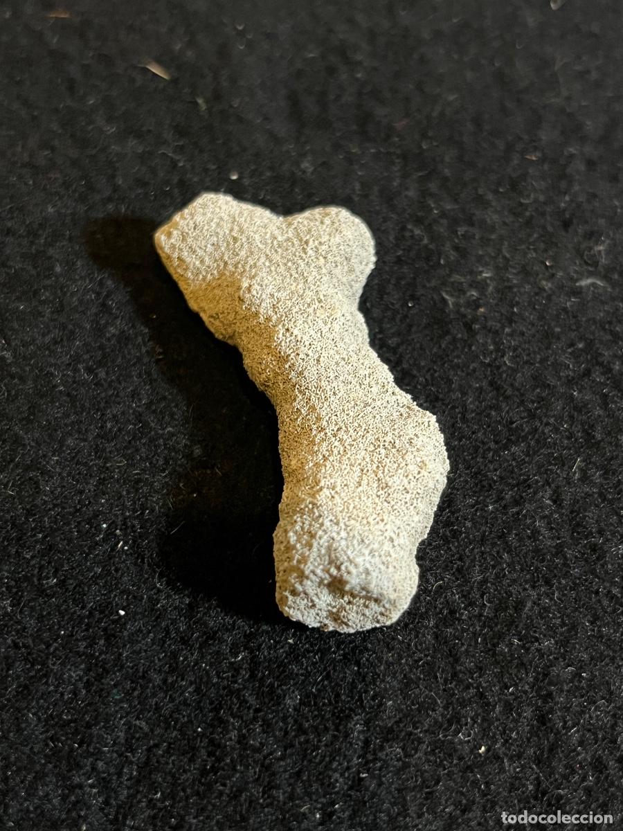 Sammlung von Mineralien: F&oacute;sil marino briozoo antiguo piedra f&oacute;sil paleontolog&iacute;a mineral colecci&oacute;n vintage decorativa