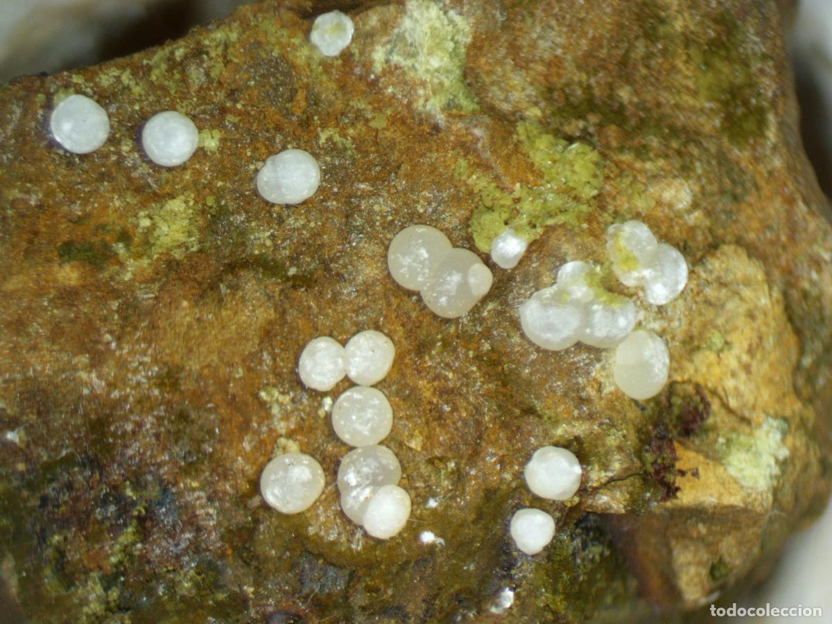 Coleccionismo de minerales: Fluorapatito var. Carbonato-fluorapatito y Calcioferrita - Mina Elvira (Gav&agrave;) MINERALES DE COLECCI&Oacute;N