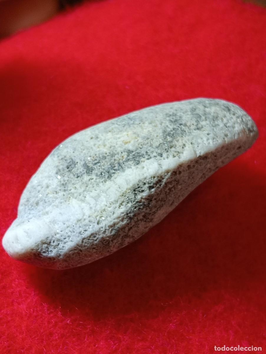 Coleccionismo de minerales: PIEDRA F&Oacute;SIL DE MOLUSCO BIVALVO (SIN USAR)