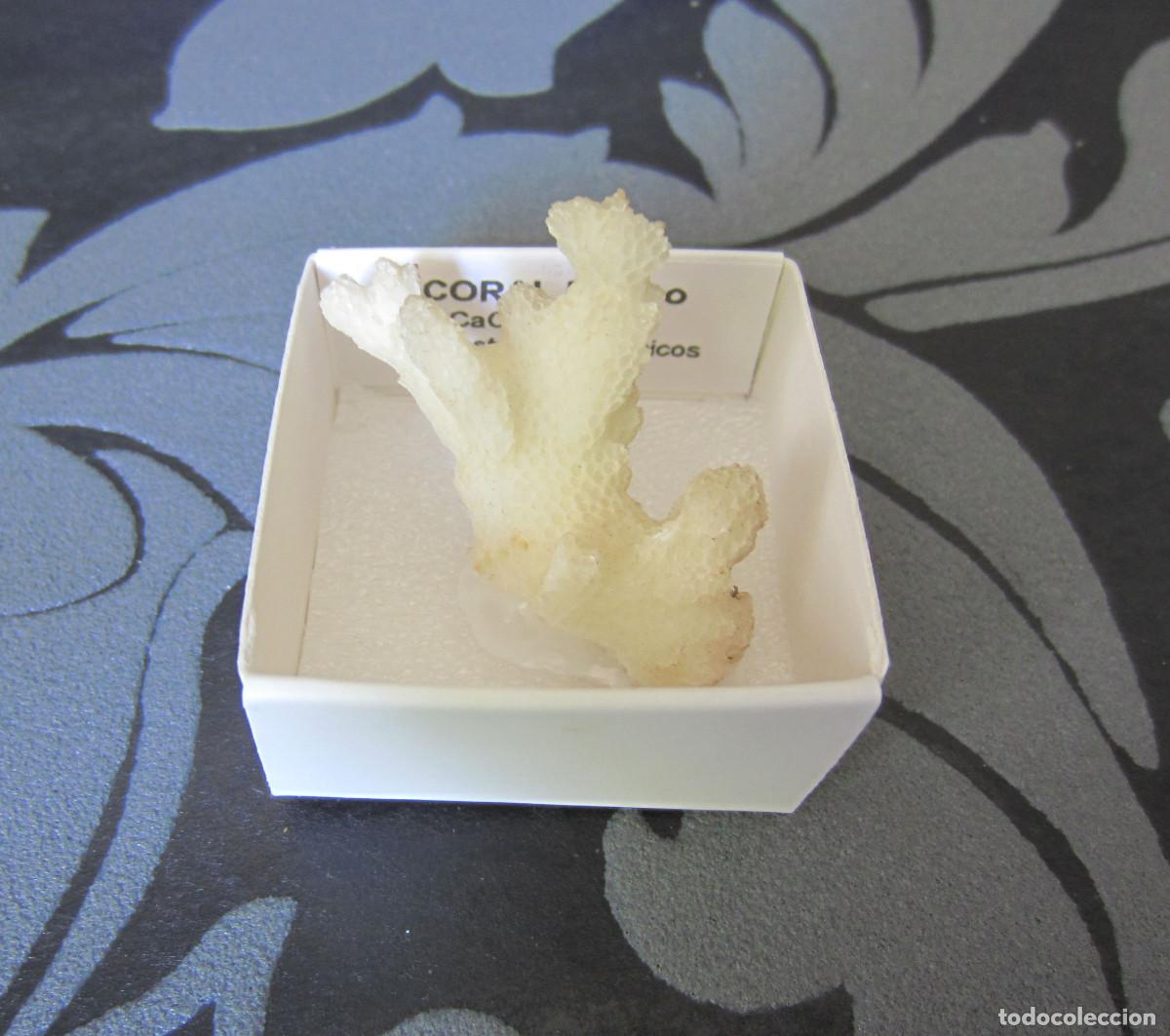 Coleccionismo de minerales: MINERAL RESTOS DE ORGANICOS CORAL MINERALES EN CAJA 4X4 CM